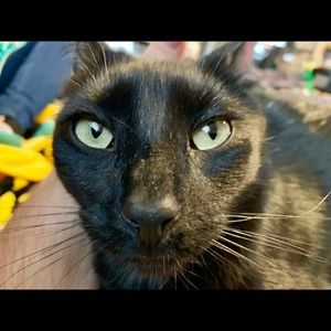 Meet your Posher, Carrie